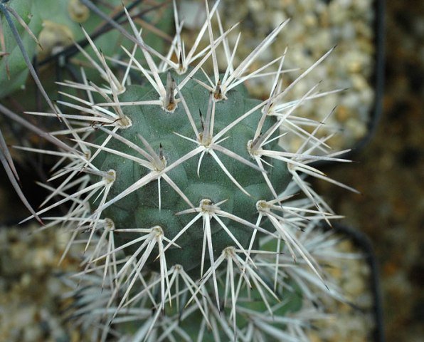 Tephrocactus_alexanderi